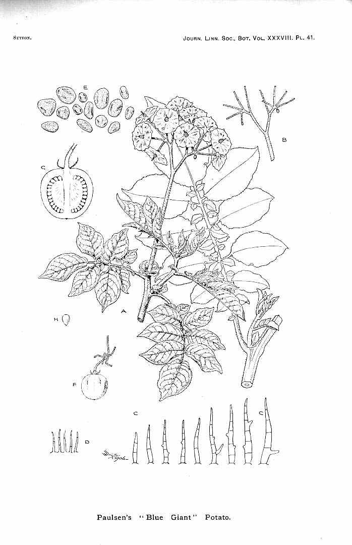 no HD illustration available (3)