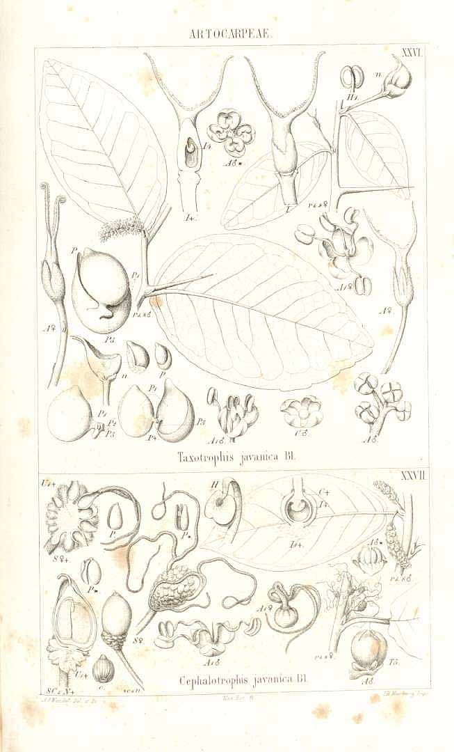 no HD illustration available (3)
