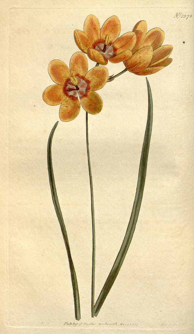 no HD illustration available (3)