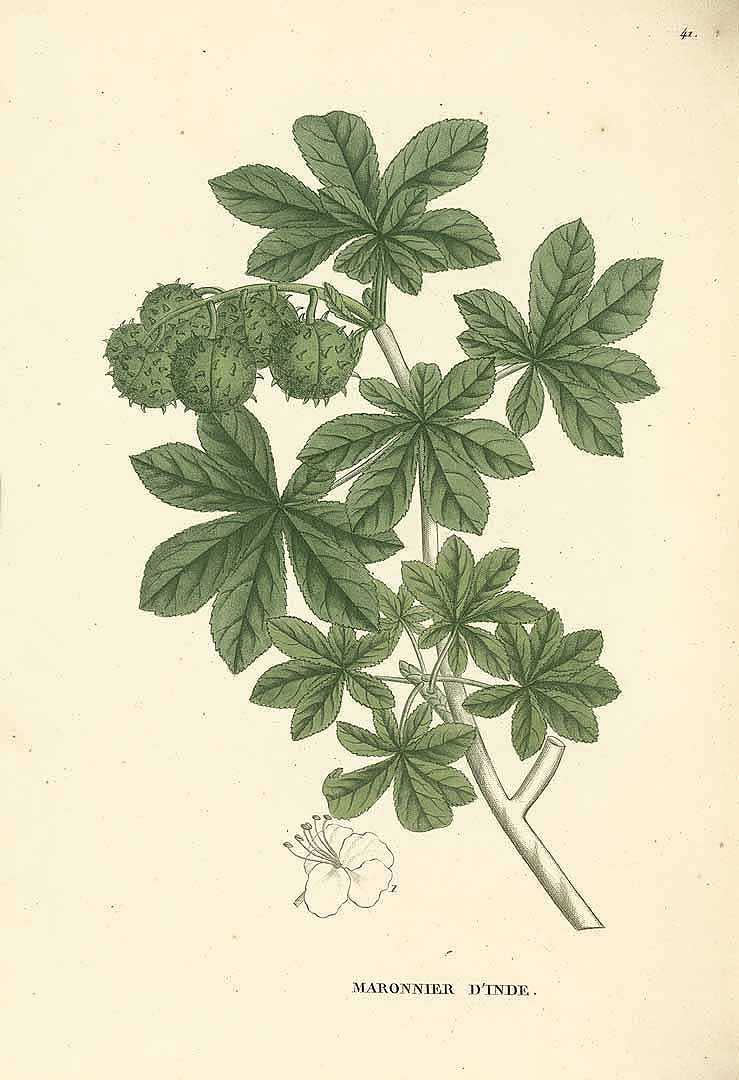 no HD illustration available (3)