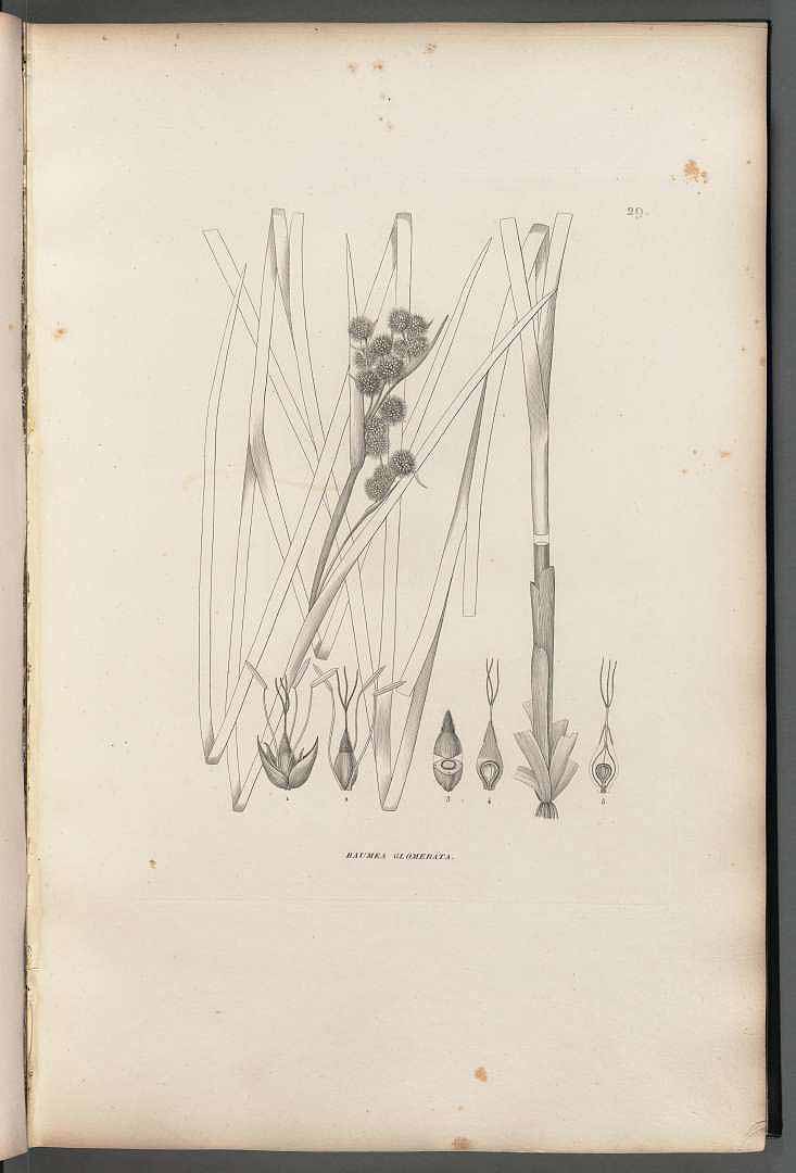 no HD illustration available (3)