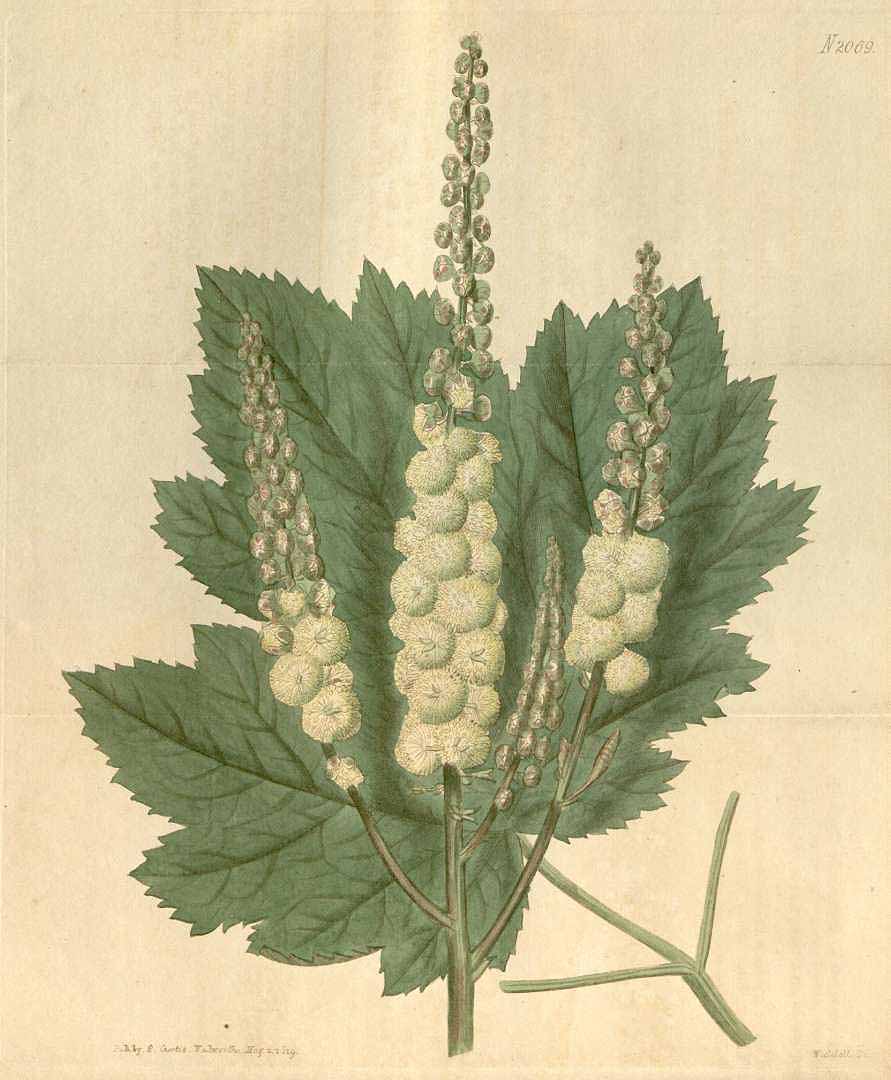 no HD illustration available (3)