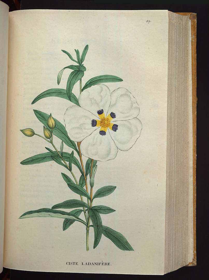no HD illustration available (3)