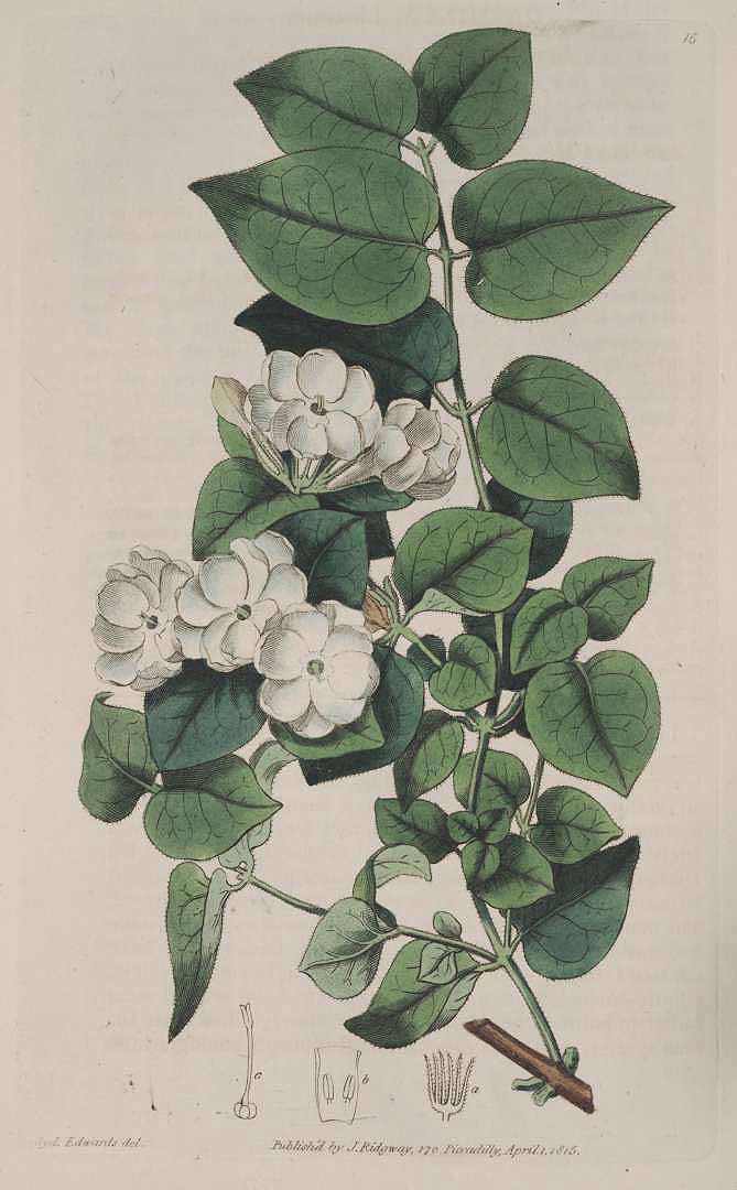 no HD illustration available (3)