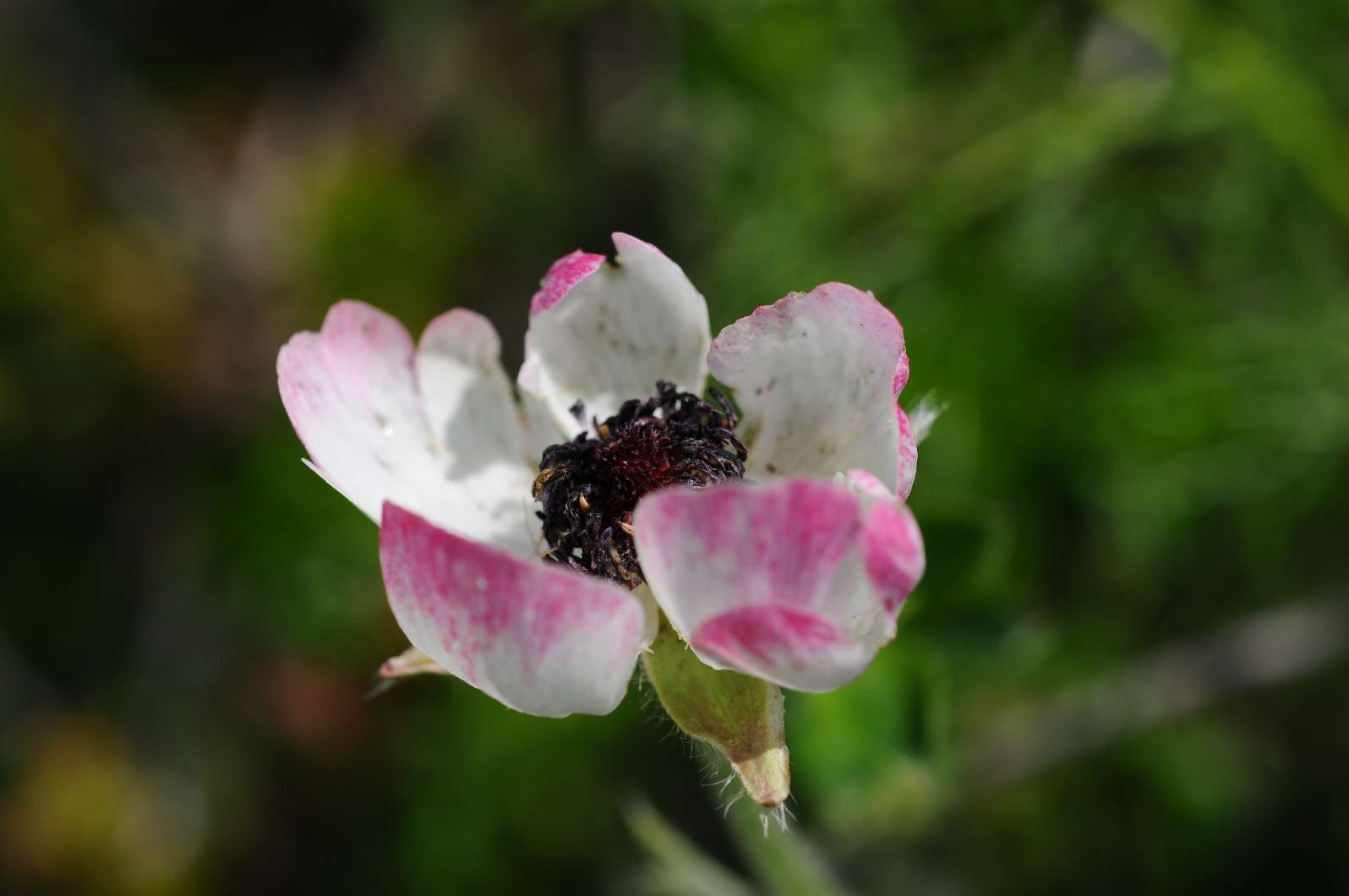 no HD photo available (m2)