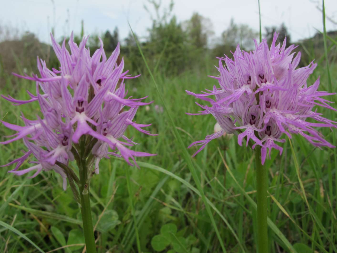 no HD photo available (m2)