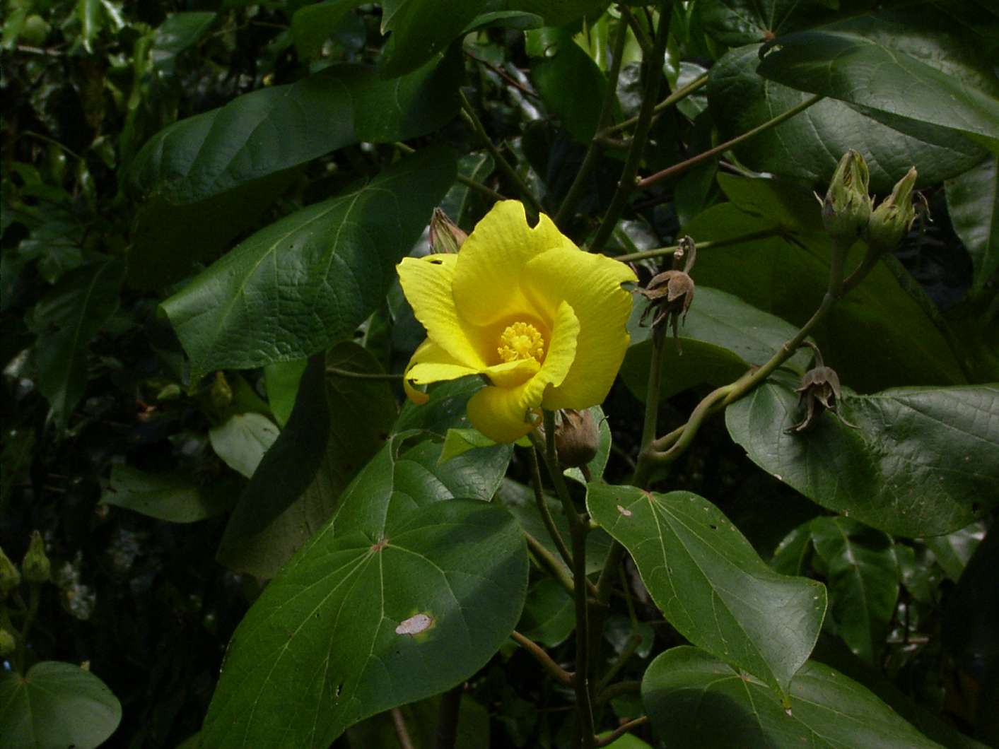 no HD photo available (m2)