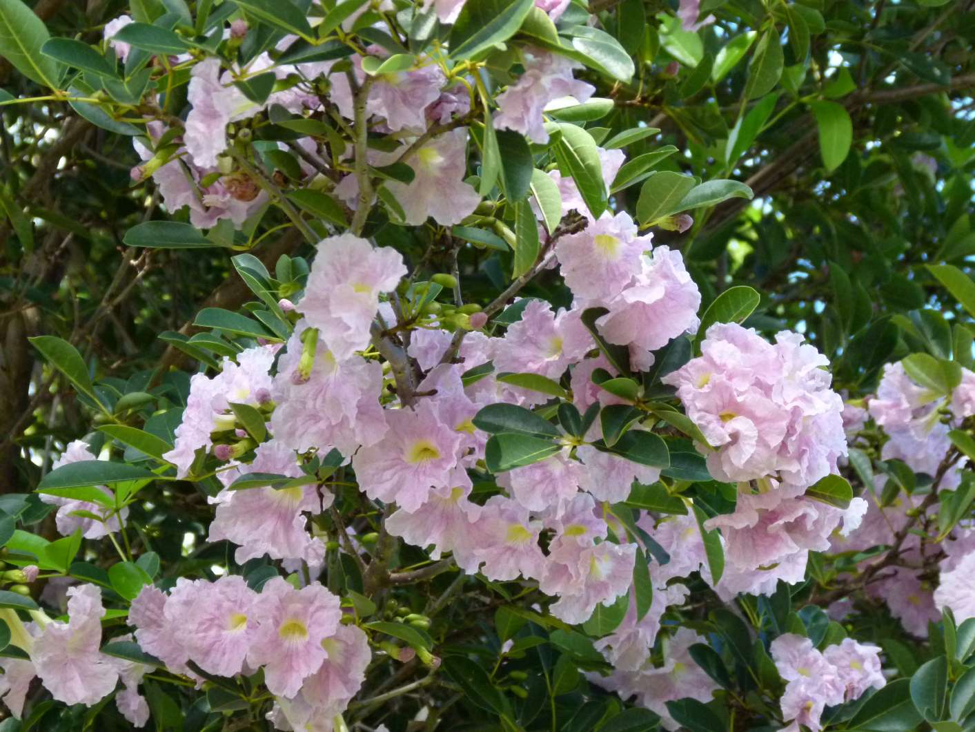 no HD photo available (m2)