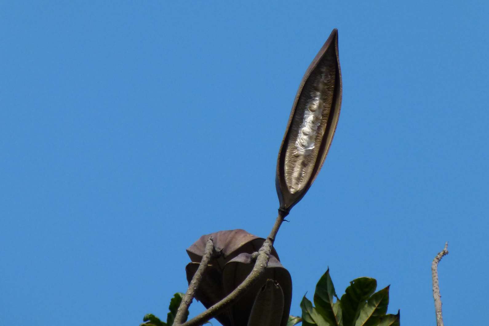 no HD photo available (m2)
