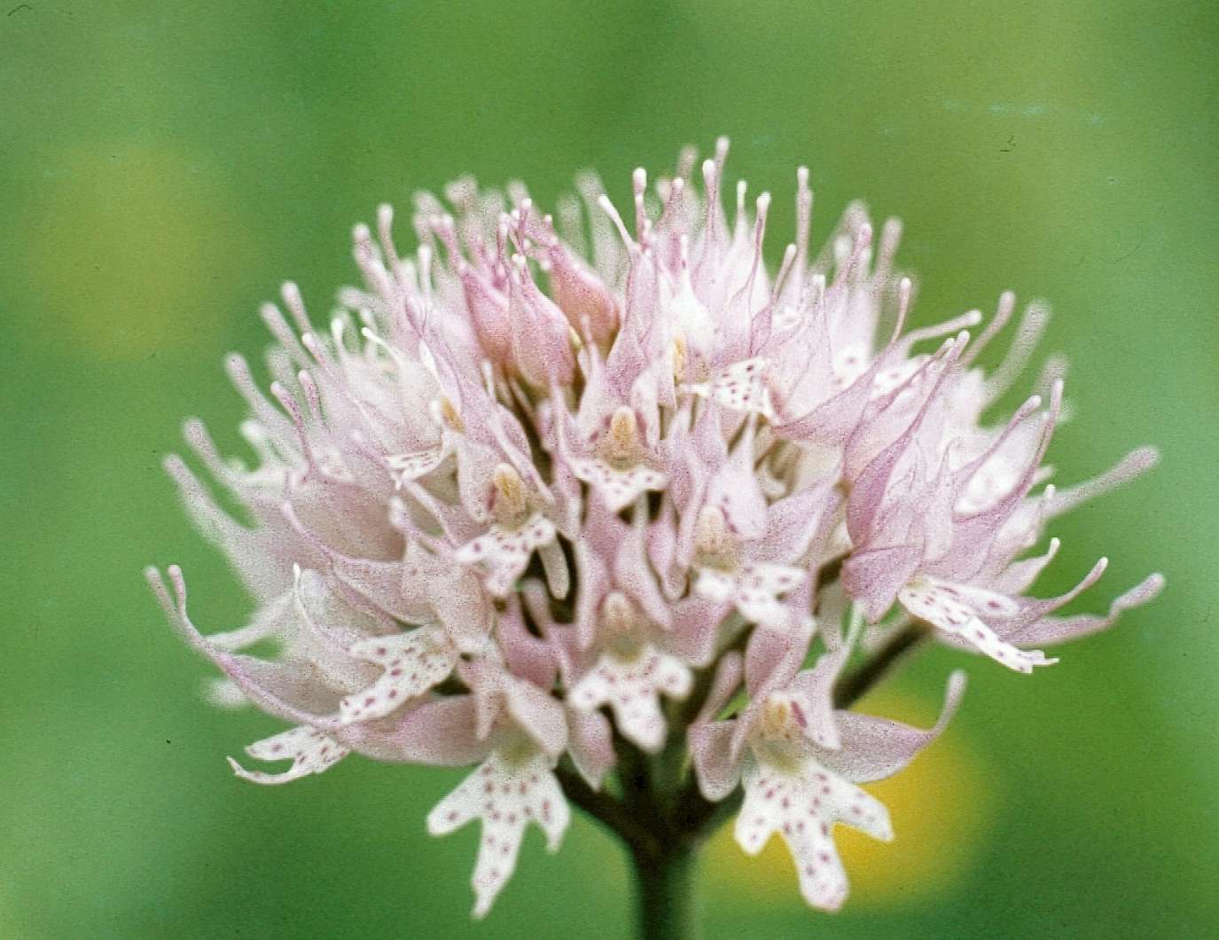 no HD photo available (m2)