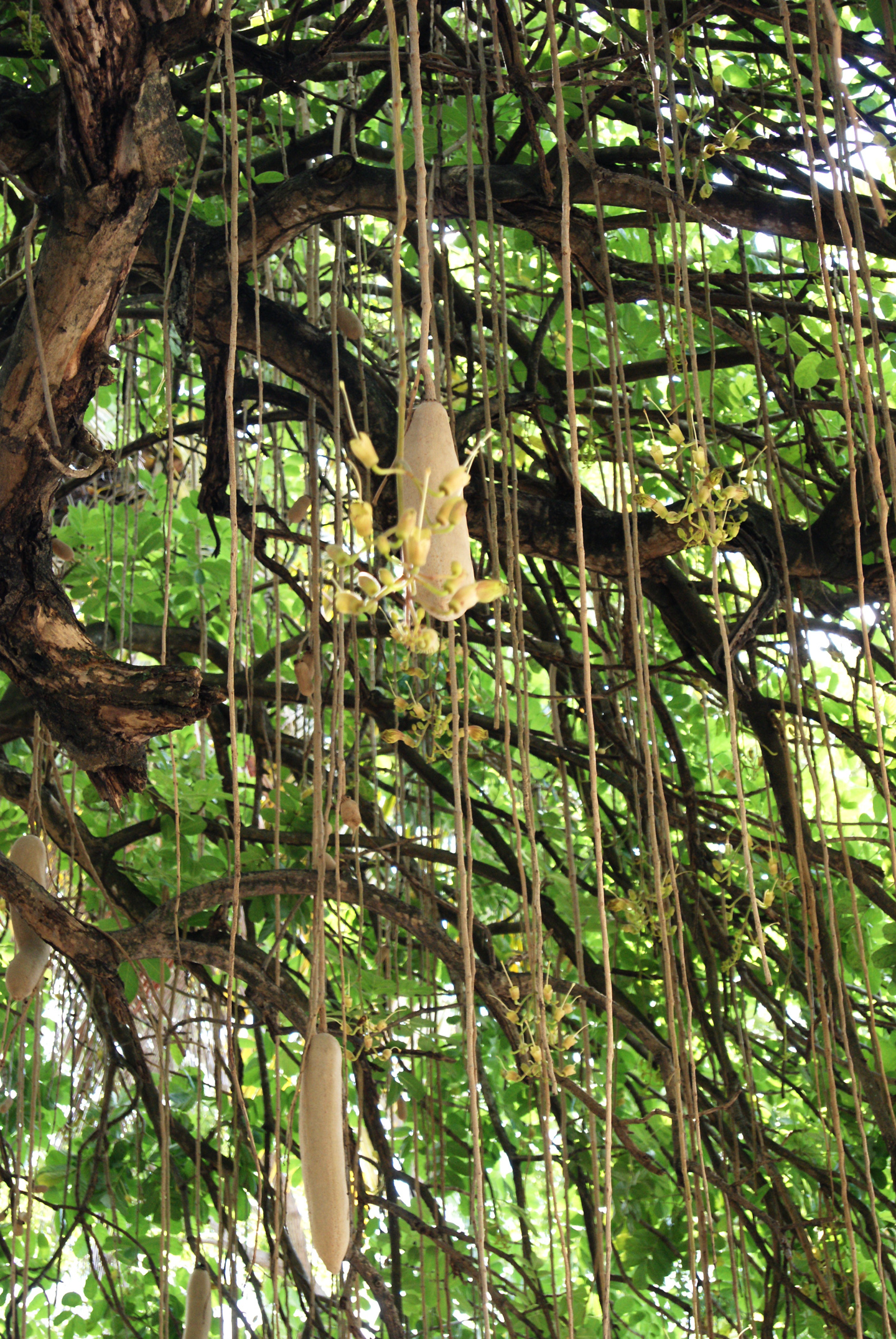no HD photo available (m2)