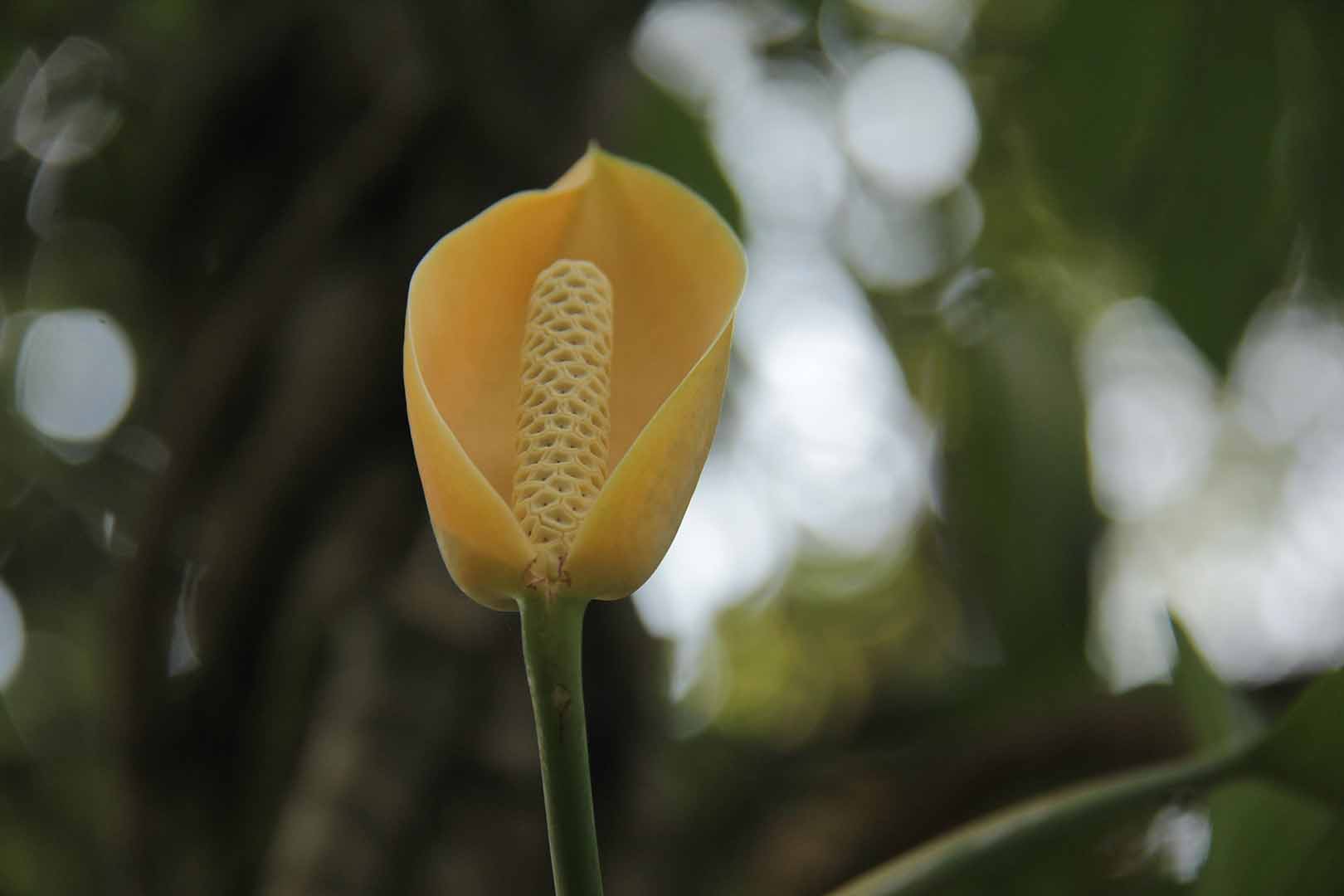 no HD photo available (m2)