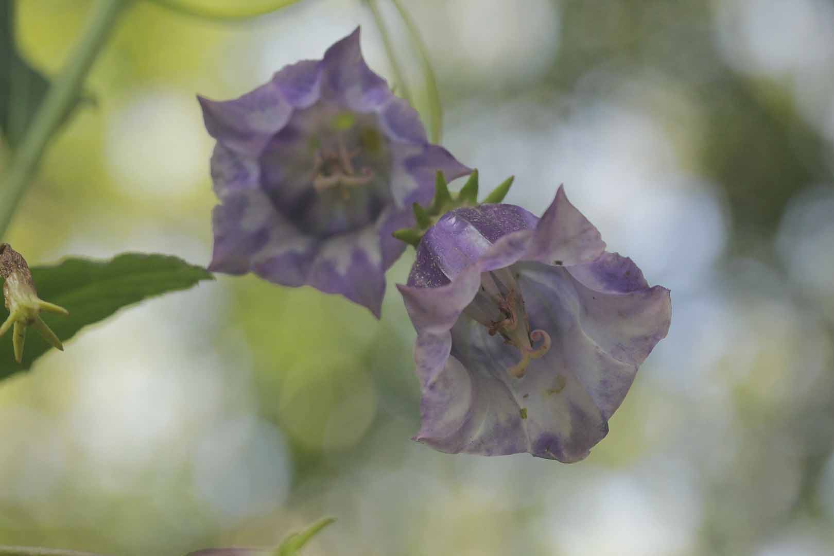 no HD photo available (m2)