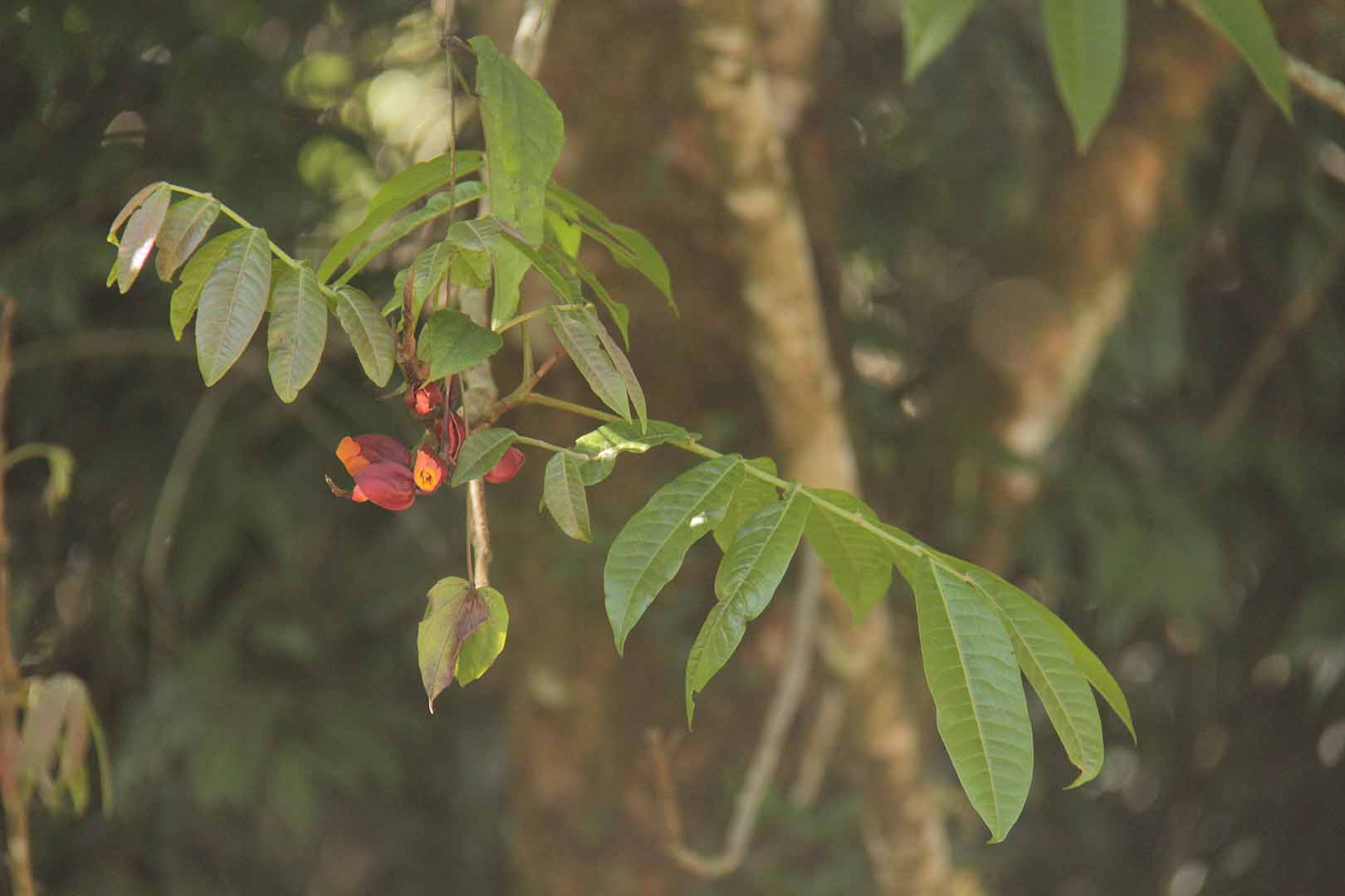 no HD photo available (m2)