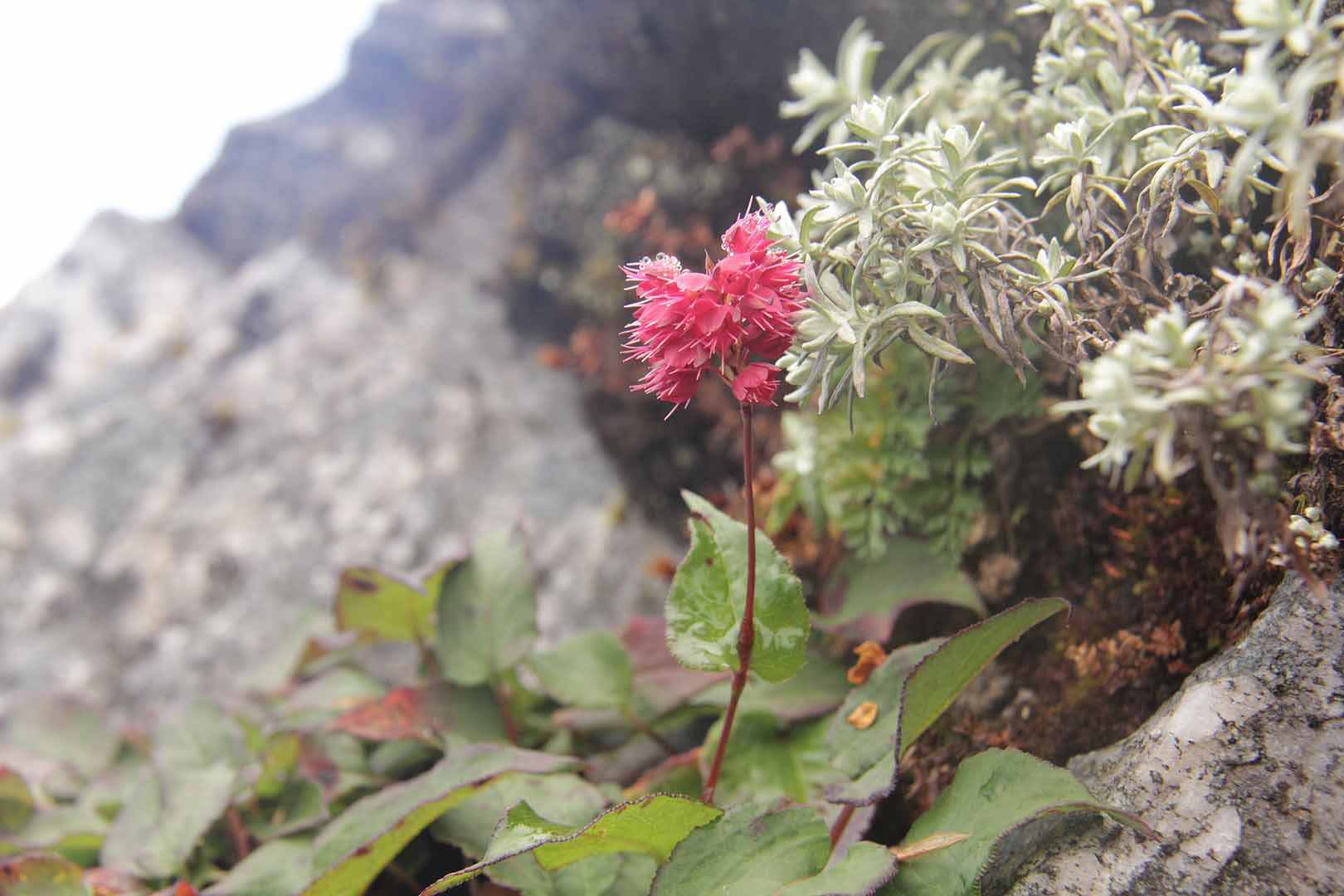 no HD photo available (m2)