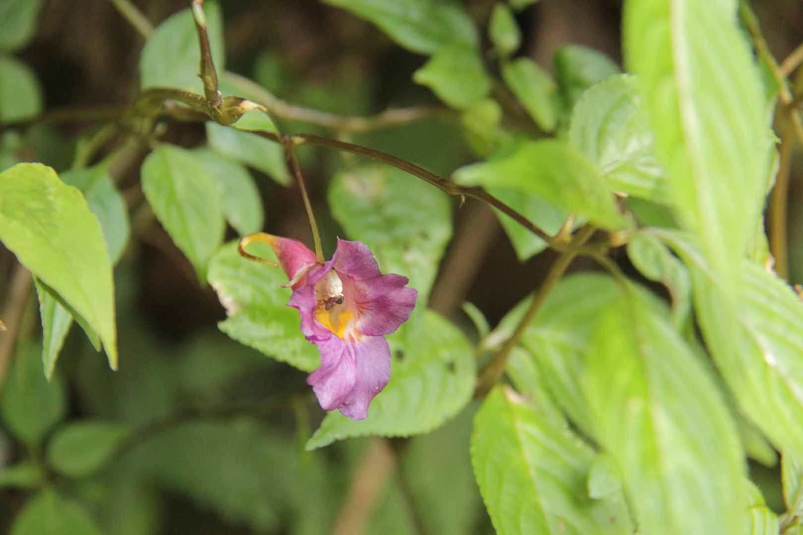 no HD photo available (m2)