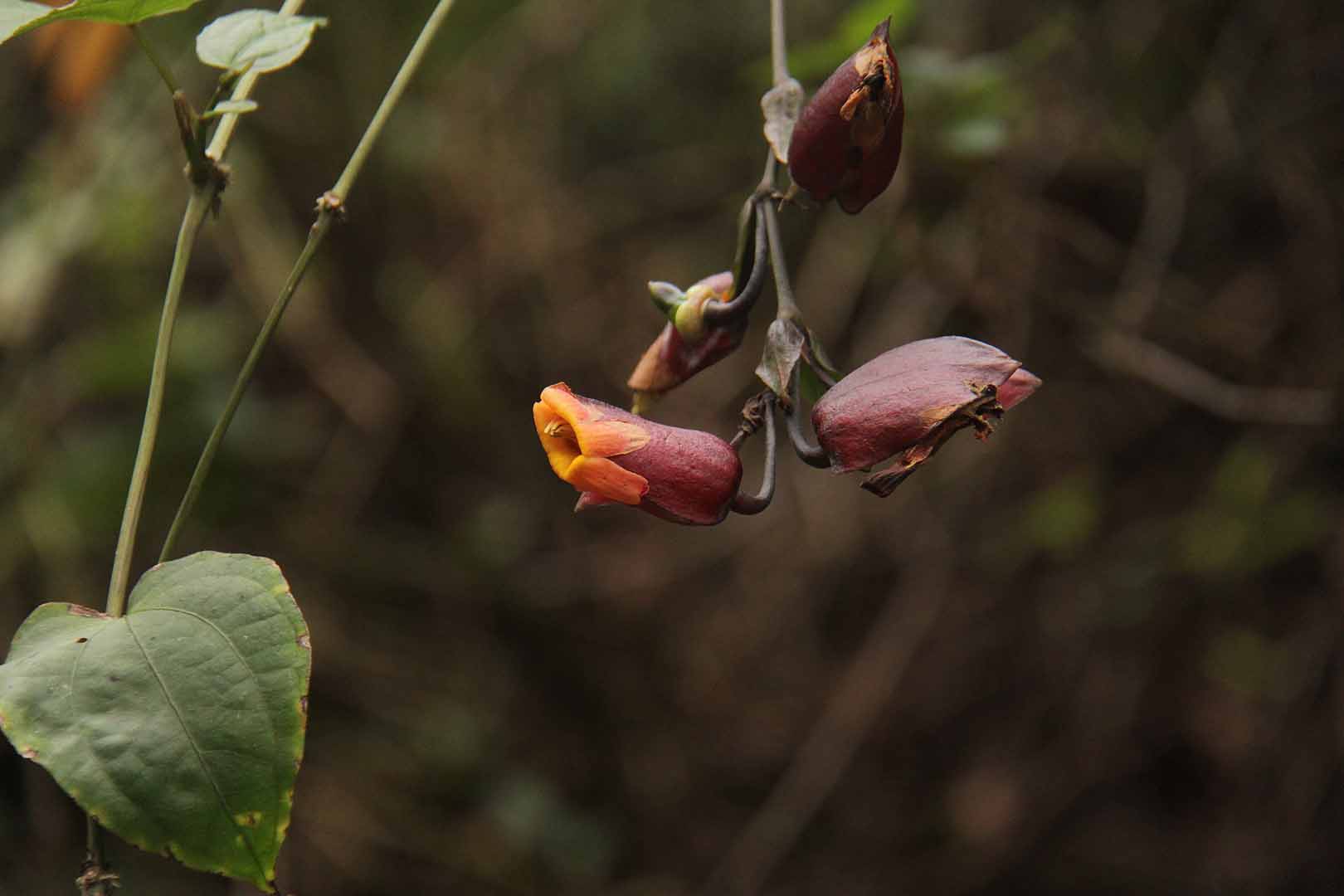 no HD photo available (m2)