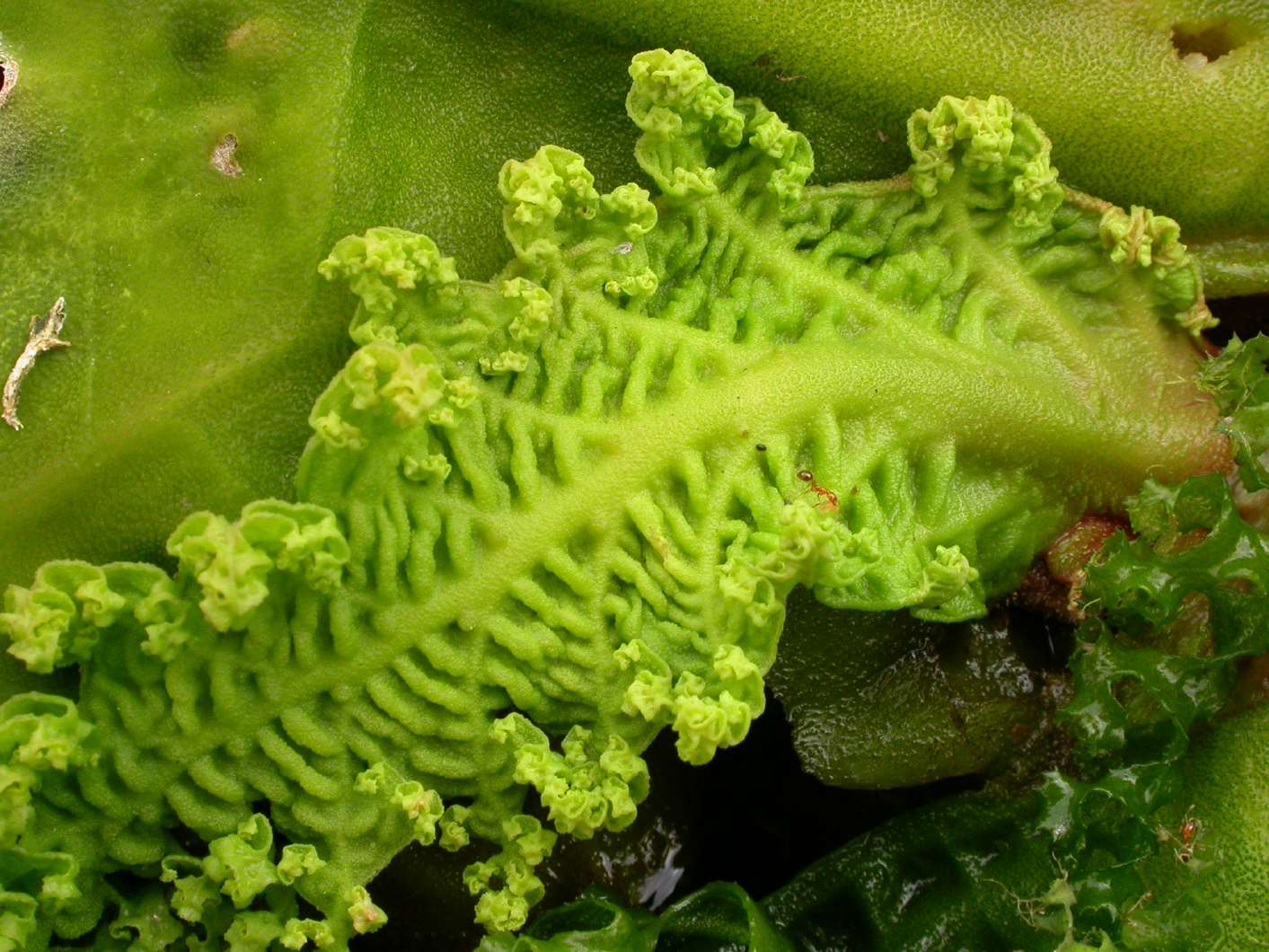 no HD photo available (m2)